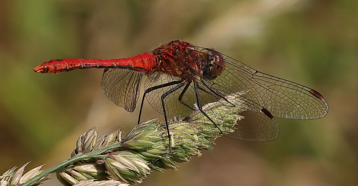 Sympetrum_sanguineum